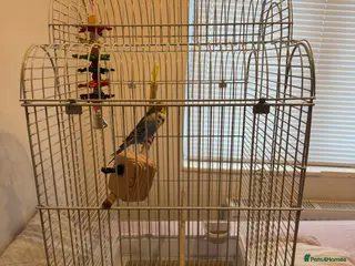 Budgerigars birds Budgies - Advert 10