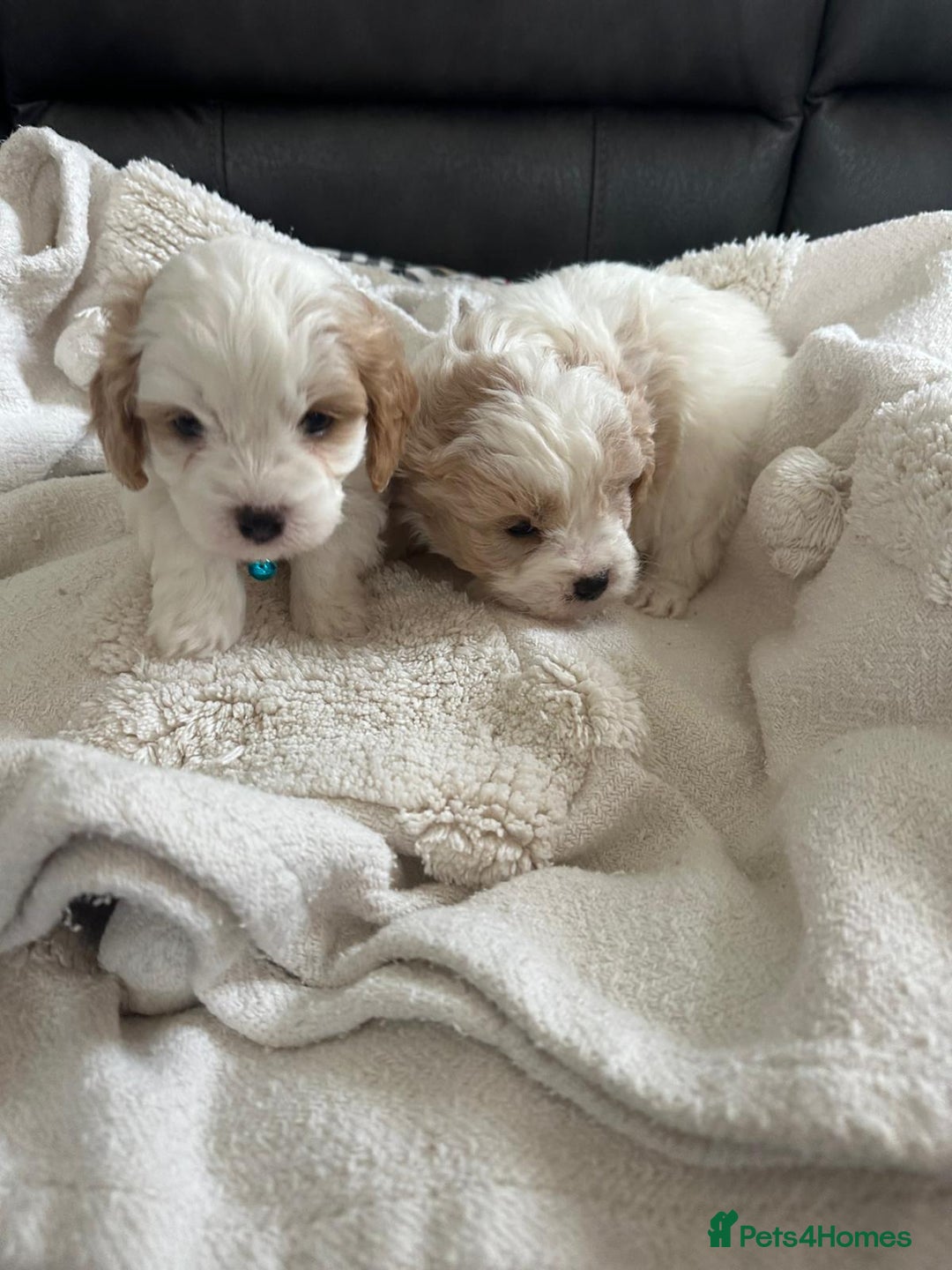 Cavapoo dogs for sale: Cavapoo puppies - Advert 8
