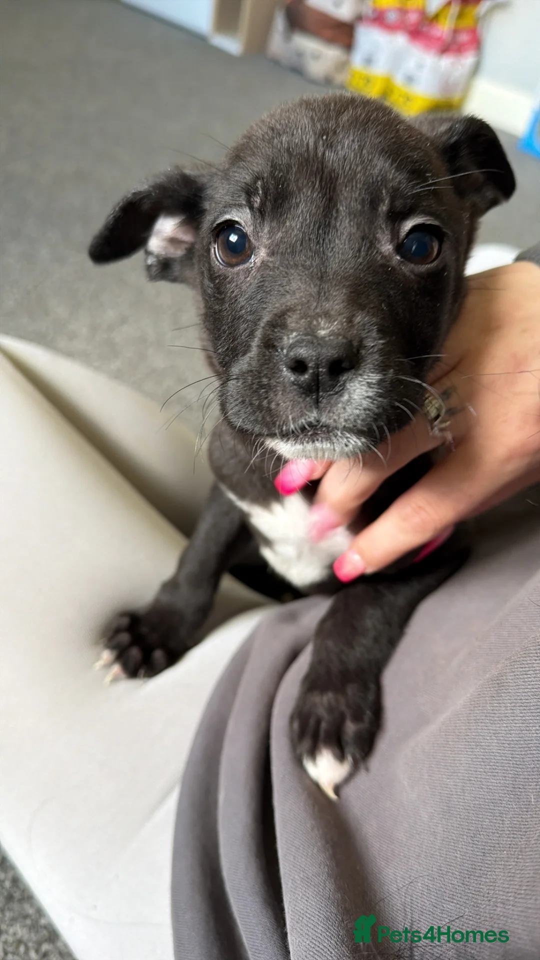 Mixed Breed dogs for sale: Labrador cross  - Advert 9