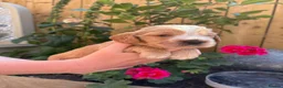 Cocker Spaniel dogs for sale: 🌟 Show Cocker Spaniel's 🌟 - Advert 11