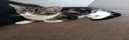 Mixed Breed cats for sale: Two Adorable Kittens Looking for Home!  - Advert 6