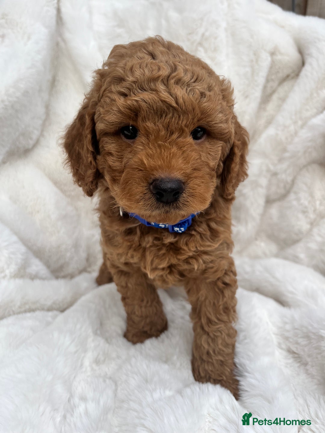 Australian Labradoodle dogs for sale: Mini Australian Labradoodles - Image 1