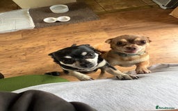 Chihuahua dogs for sale: Chocolate & tan female - Image 13