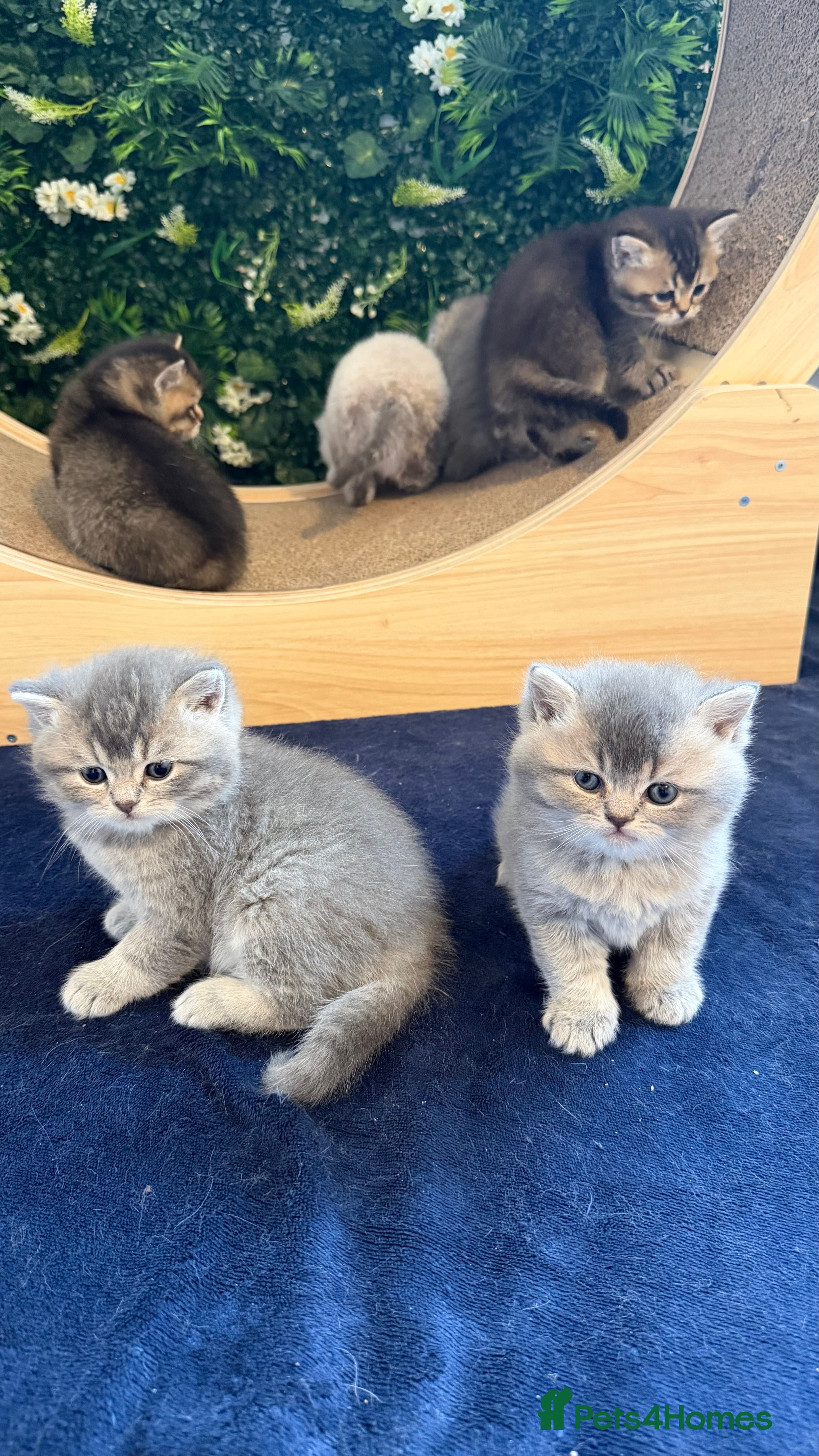 Scottish Fold cats Champion Bloodlines Scottish Straight/Fold Kittens - Advert 1