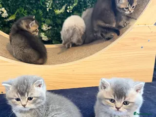 Scottish Fold cats Champion Bloodlines Scottish Straight/Fold Kittens - Advert 1