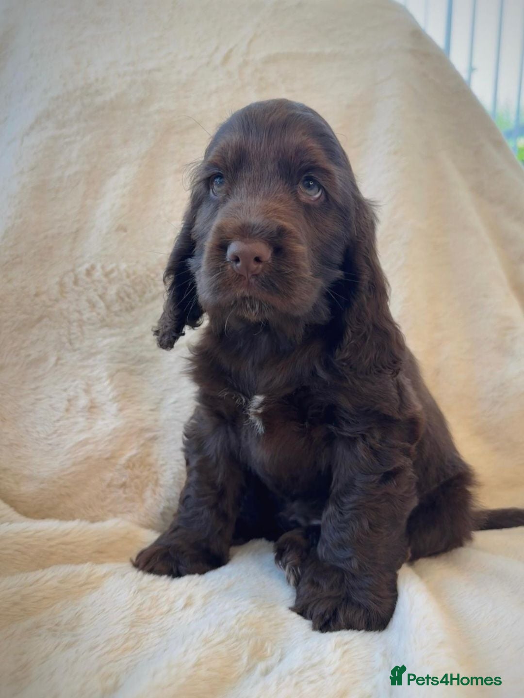 Cocker Spaniel dogs Ready now!  KC Show Cocker Spaniels  - Advert 2