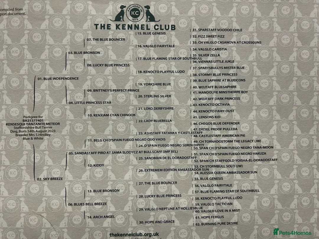 Staffordshire Bull Terrier dogs for stud: Exceptional Blue Staffordshire Stud Service -Milo in Brentford - Advert 7