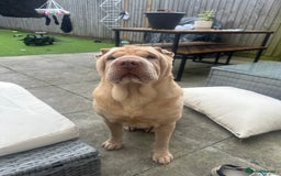 Shar Pei dogs for sale: Simba  - Image 3