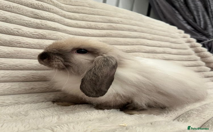 Mini Lop rabbits - Advert 1