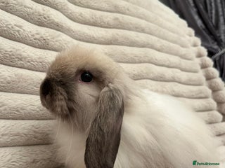 Mini Lop rabbits - Advert 11