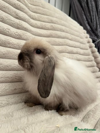 Mini Lop rabbits - Advert 1