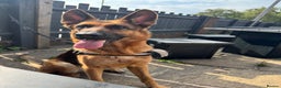 German Shepherd dogs for sale: Roxy  - Advert 2
