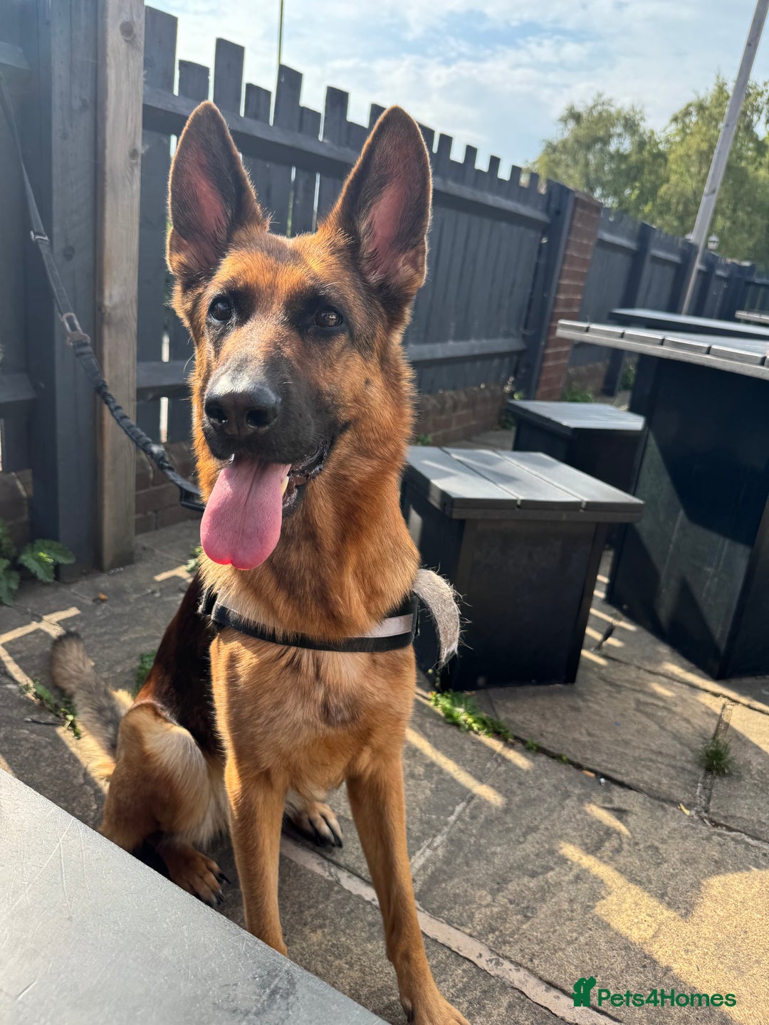 German Shepherd dogs for sale: Roxy  - Advert 2