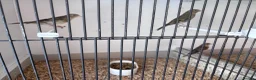 Finches birds for sale: This years goldfinch mules - Advert 5