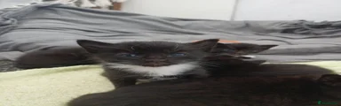 Male Black&White Kitten - Silver collar