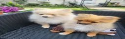 Pomeranian dogs for sale: Pomeranian Puppies looking for a new home - Advert 3