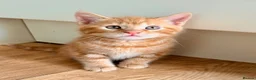 Mixed Breed cats for sale: Kittens - Advert 6