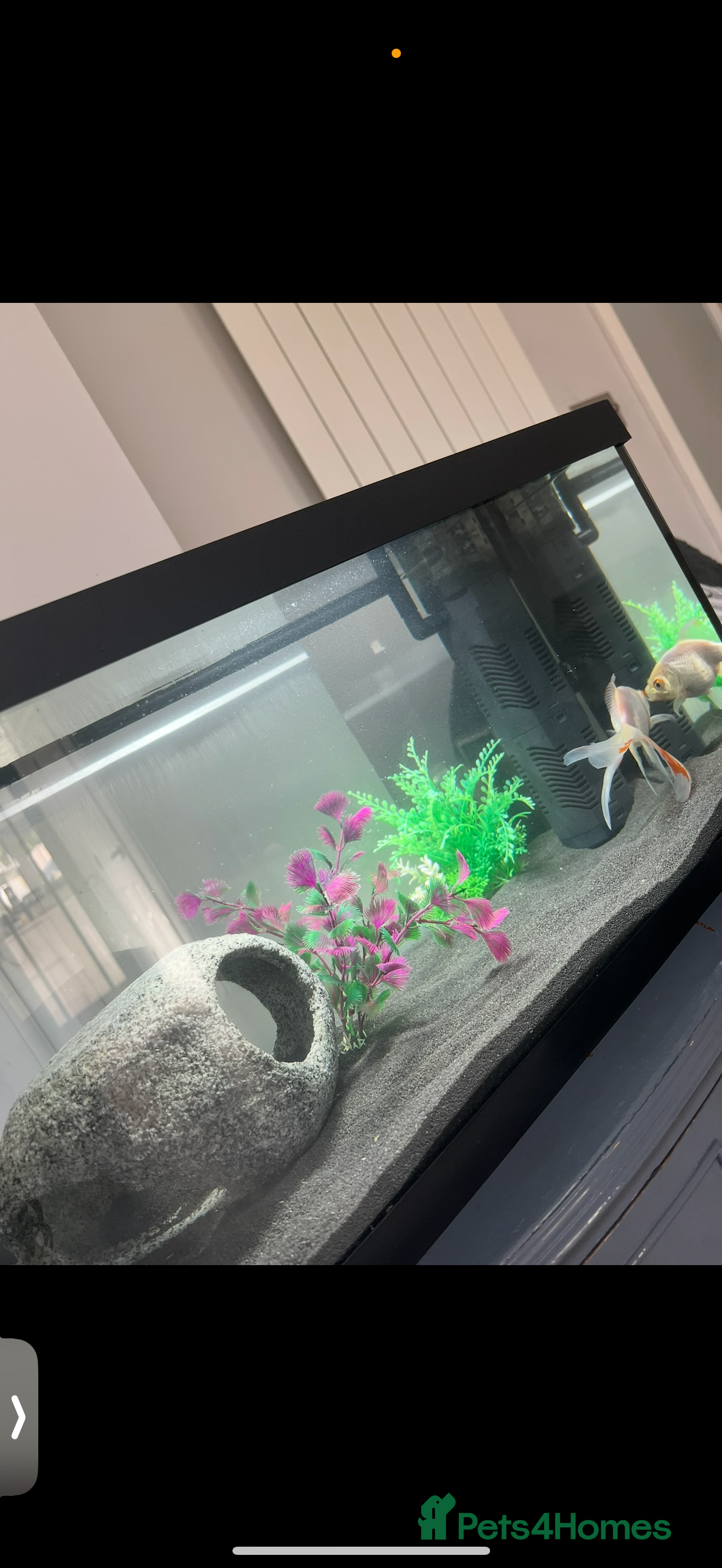 Goldfish fish Gold fish and tank  - Advert 1