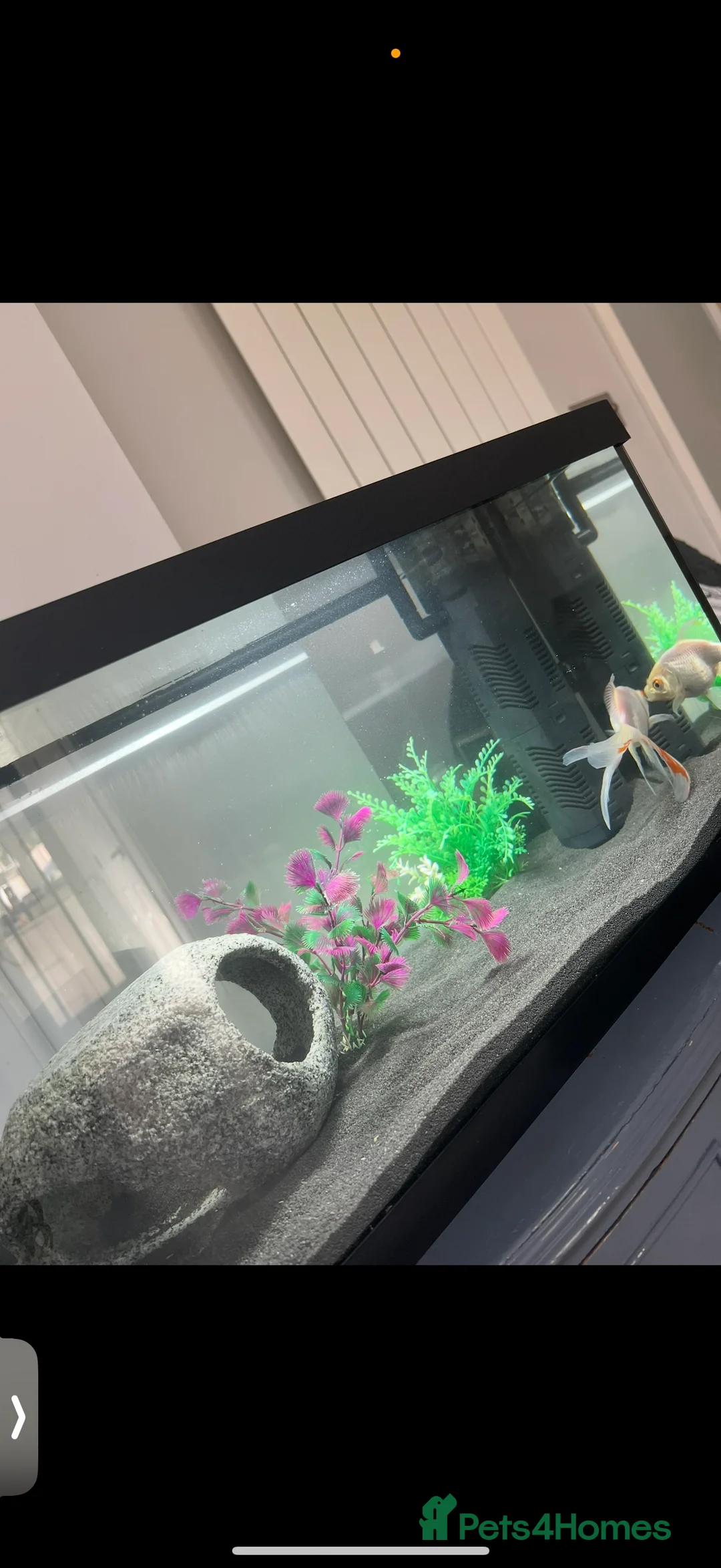 Goldfish fish for sale: Gold fish and tank  - Advert 1