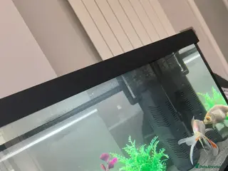 Goldfish fish Gold fish and tank - Advert 20