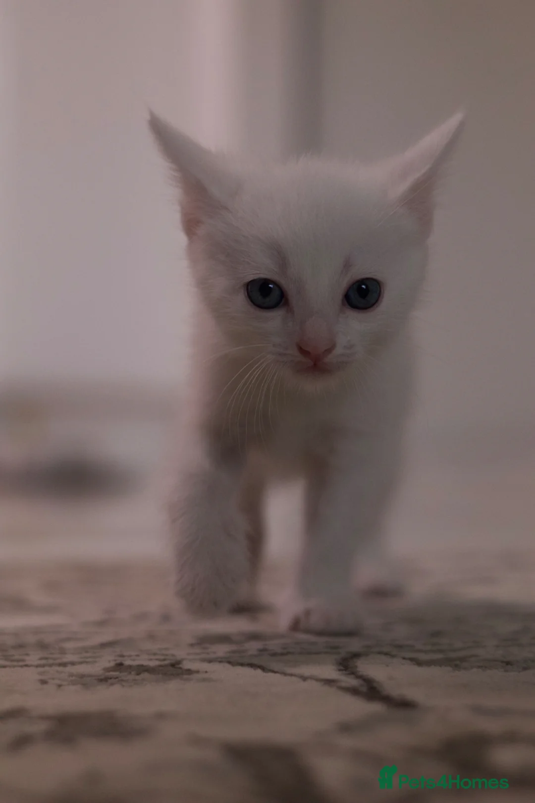 Mixed Breed cats for sale: Kitten for sale - Advert 3