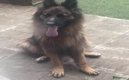 German Shepherd dogs for sale: Czech long hair German shepherd  - Image 7