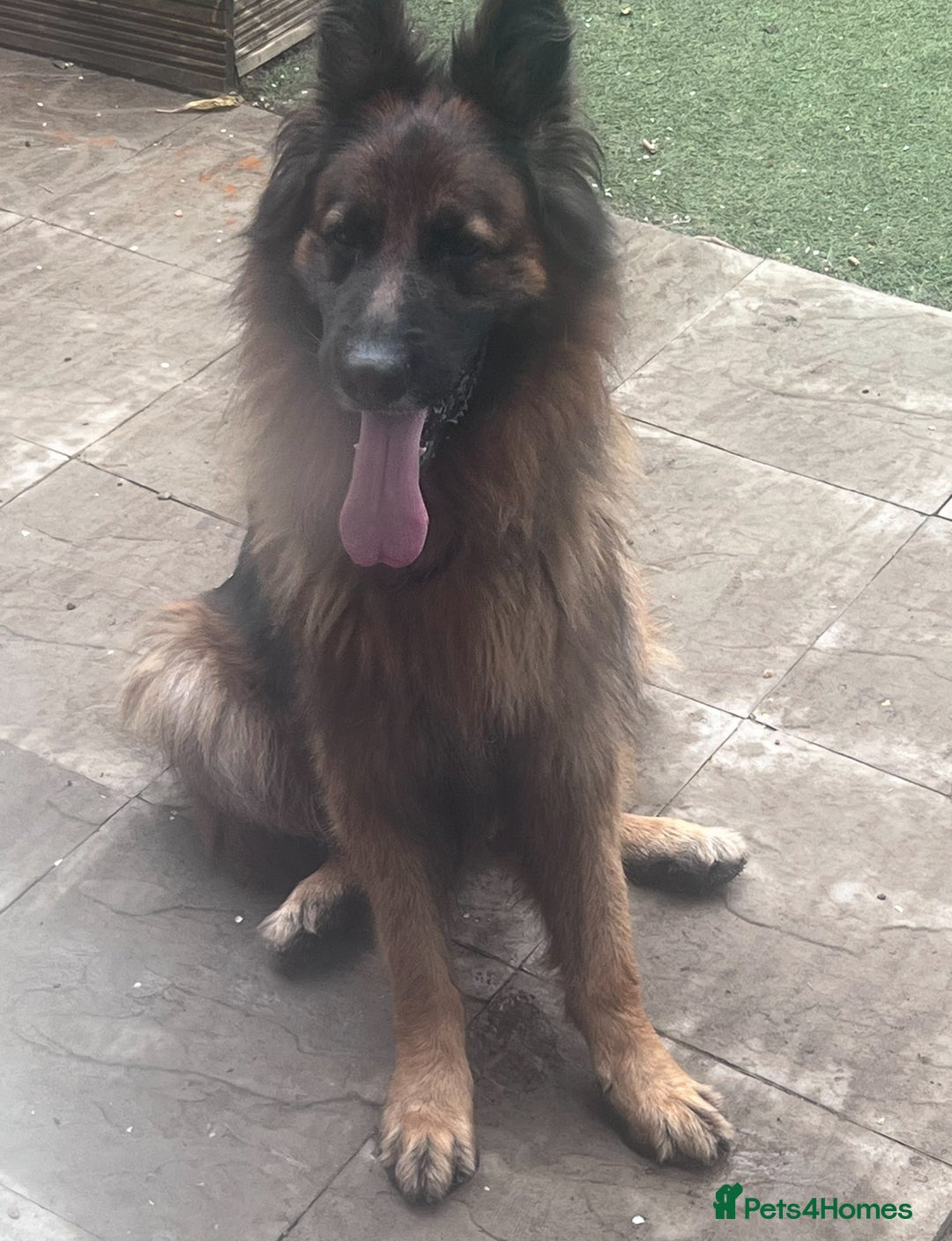 German Shepherd dogs for sale: Czech long hair German shepherd  - Image 7