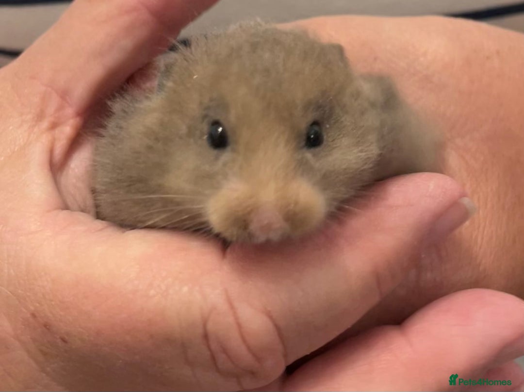 Hamster rodents for sale: Baby Syrian hamsters from show stock  - Image 8