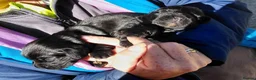 Cocker Spaniel dogs for sale: Fully Health Tested KC Reg Working Cocker Spaniels in Sheffield - Advert 27