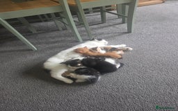 Mixed Breed cats for sale: 5 stunning babies ready in just over 2 weeks  - Image 18