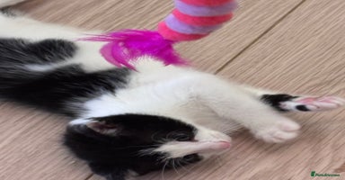Mixed Breed cats - Advert 7