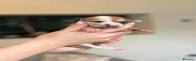 Chihuahua Puppy 4