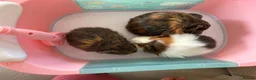 Guinea Pig rodents for sale: 3 baby guinea pigs  - Advert 1