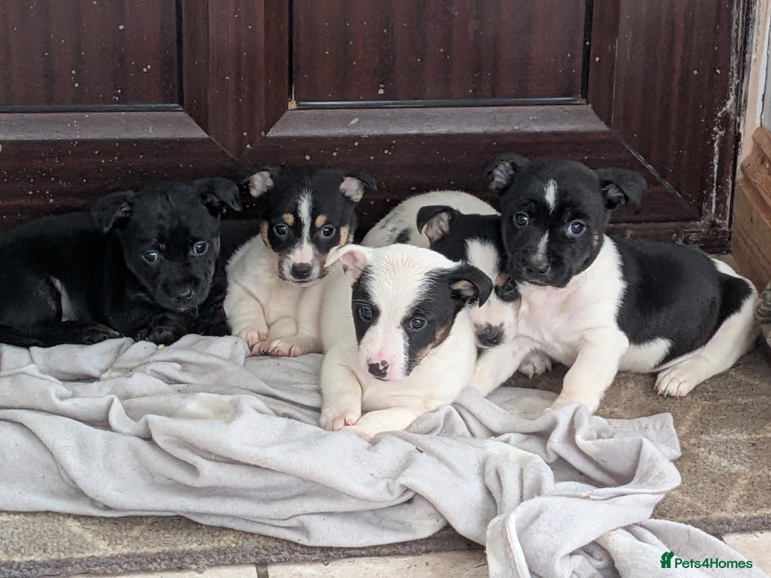 Jack Russell dogs for sale: Jack Russell  - Advert 1