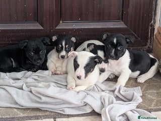 Jack Russell dogs for sale: Jack Russell - Advert 1