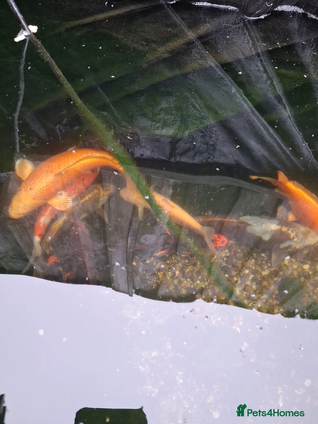 Pond Fish fish for sale: Pond fish koi  in Carterton - Advert 2