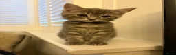 Ragdoll cats for sale: Ragdoll mix kittens  - Advert 5