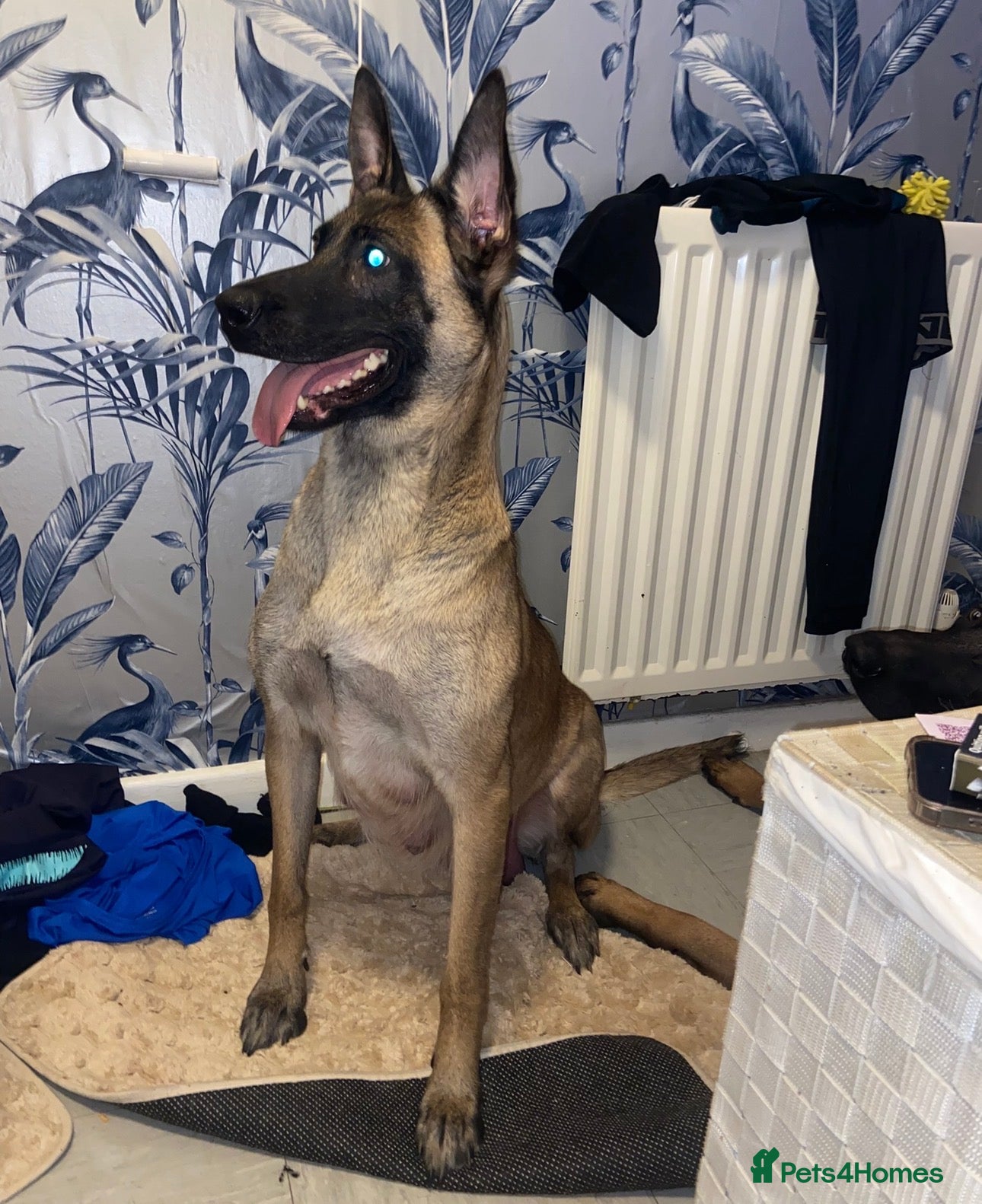 Belgian Shepherd Dog dogs Belgian Malinois pups  - Advert 4