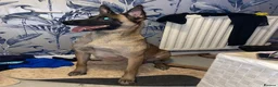 Belgian Shepherd Dog dogs for sale: Belgian Malinois pups  - Advert 1