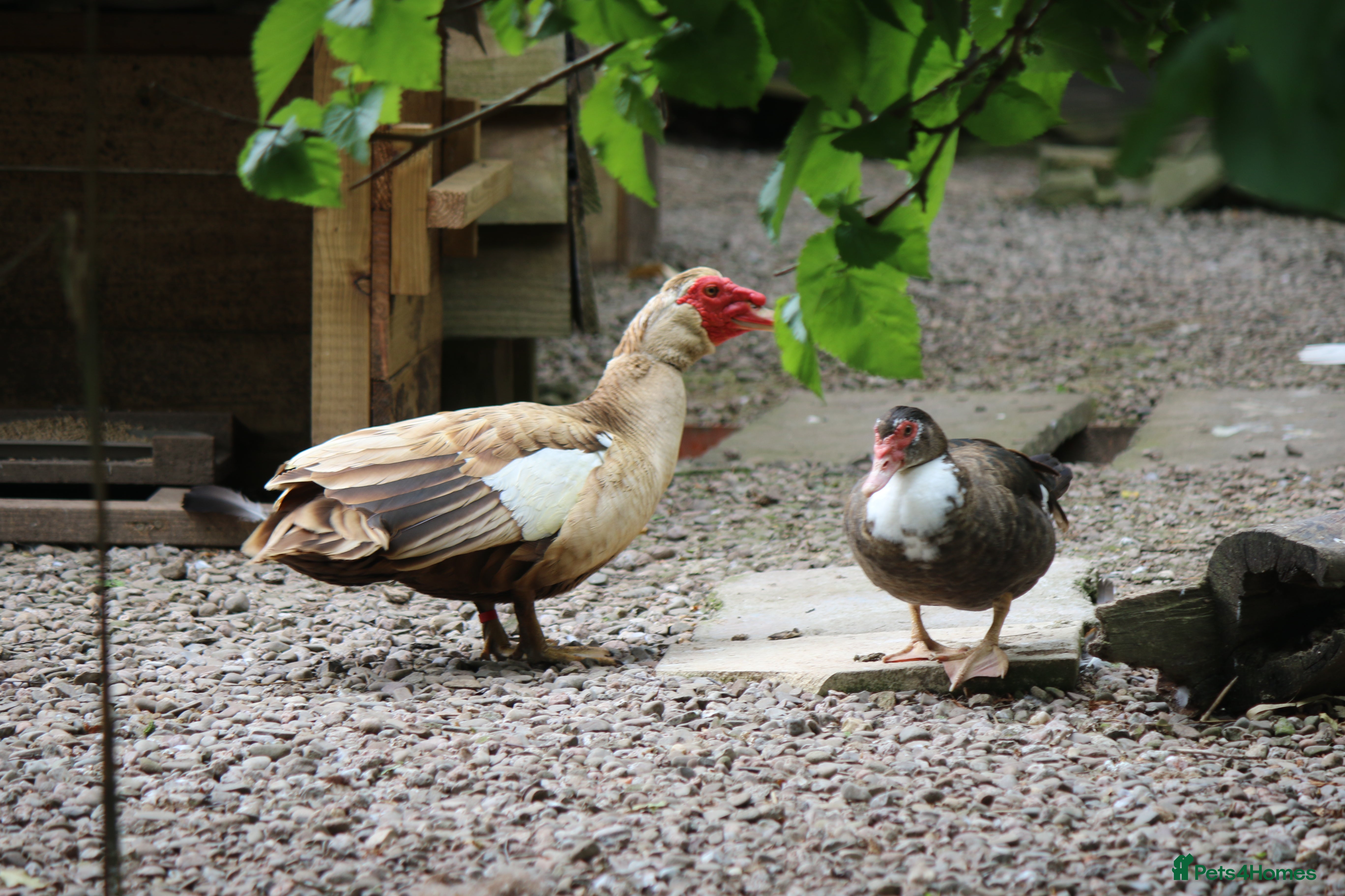 Ducks poultry 5 Male and Female Mixed Muscovy Ducks - Advert 1