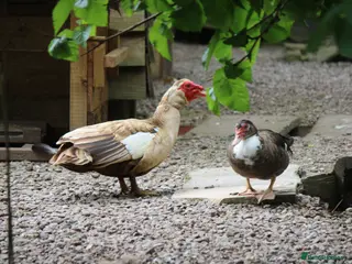 Ducks poultry 5 Male and Female Mixed Muscovy Ducks - Advert 1