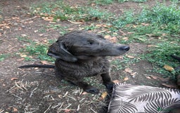 Labrador Retriever dogs for sale: Absolutely stunning charcoal/silver Labrador pups - Image 23