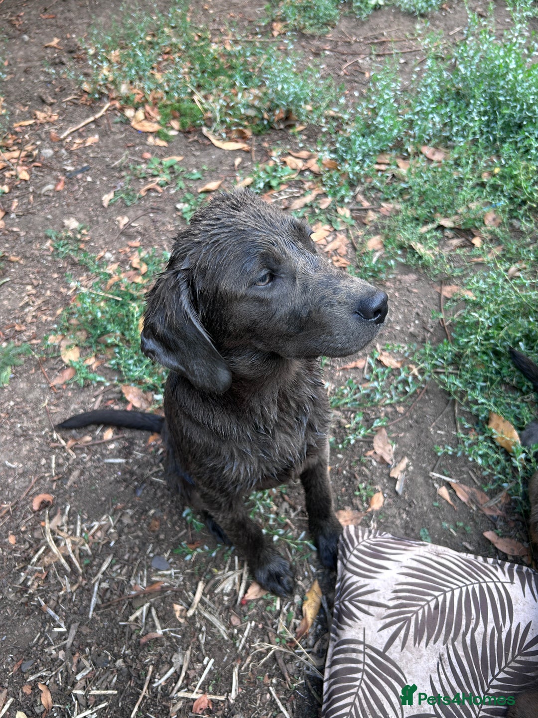 Labrador Retriever dogs for sale: Absolutely stunning charcoal/silver Labrador pups - Image 23