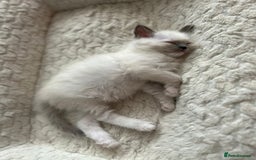 Ragdoll cats for sale: 5 Pure Ragdoll kittens - All Females -Pickup Ready - Image 28