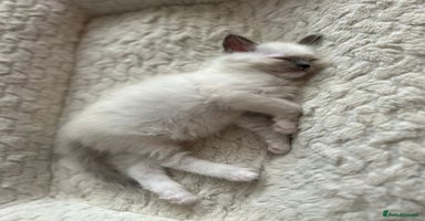 Ragdoll cats - Advert 13