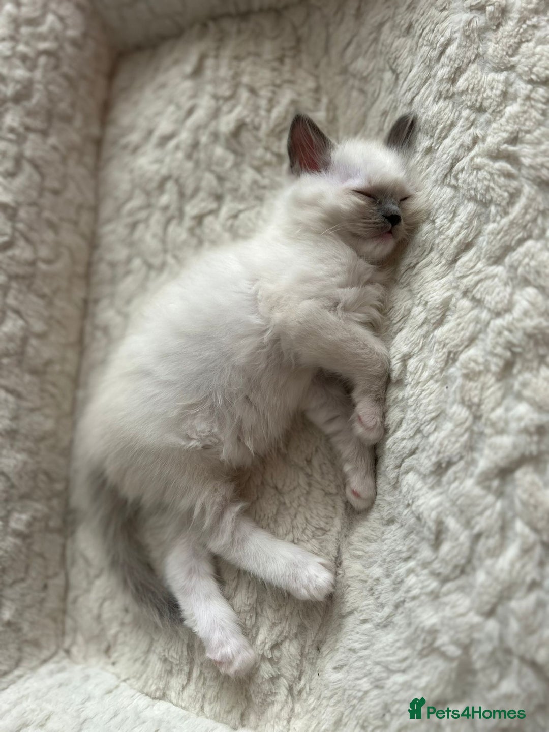 Ragdoll cats for sale: 5 Pure Ragdoll kittens - All Females -Pickup Ready - Image 28