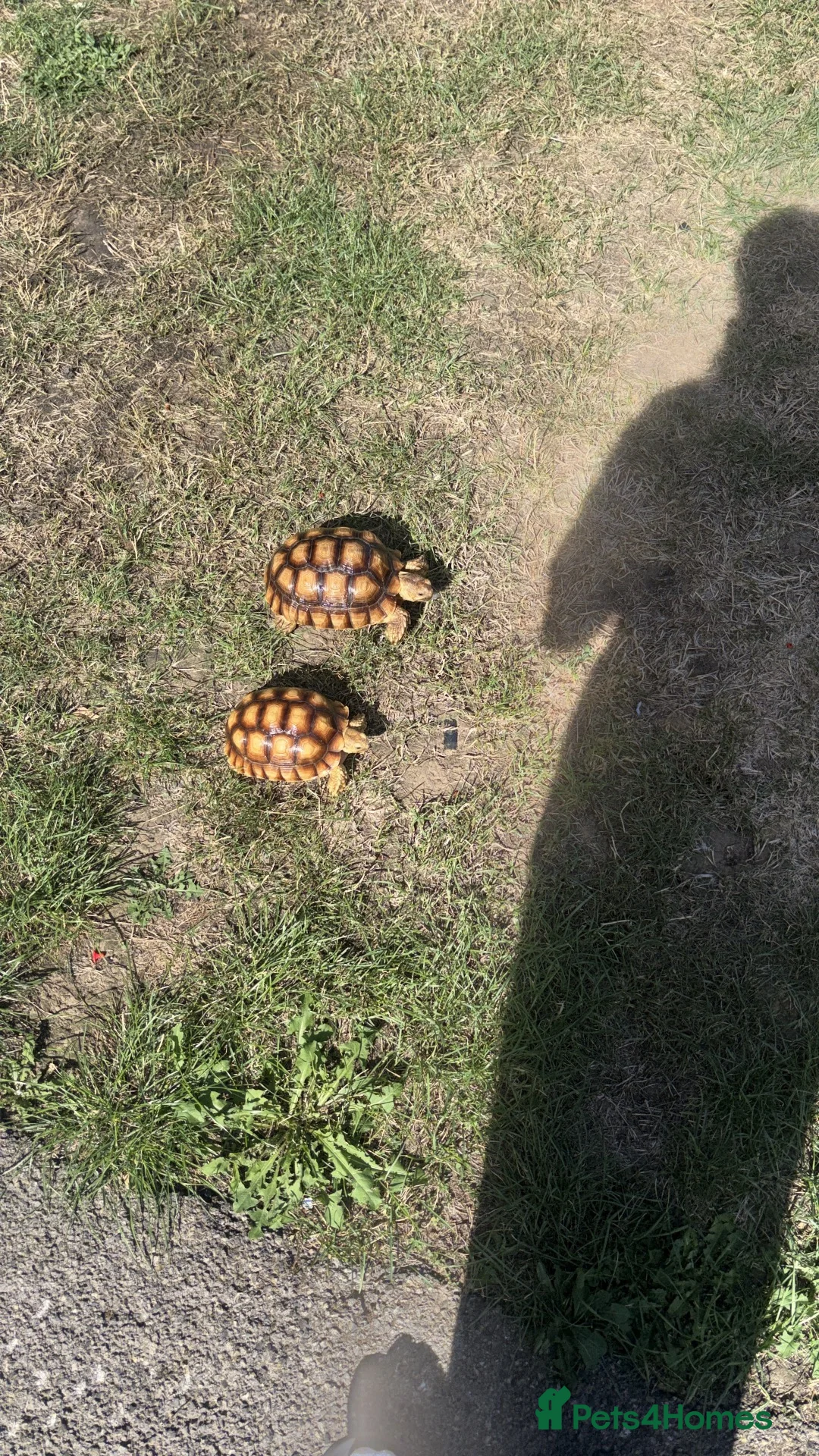 Tortoise reptiles for sale: Sulacta in Southend-on-Sea - Advert 2
