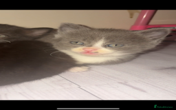 Mixed Breed cats for sale: Cute kittens need loving home - Image 2