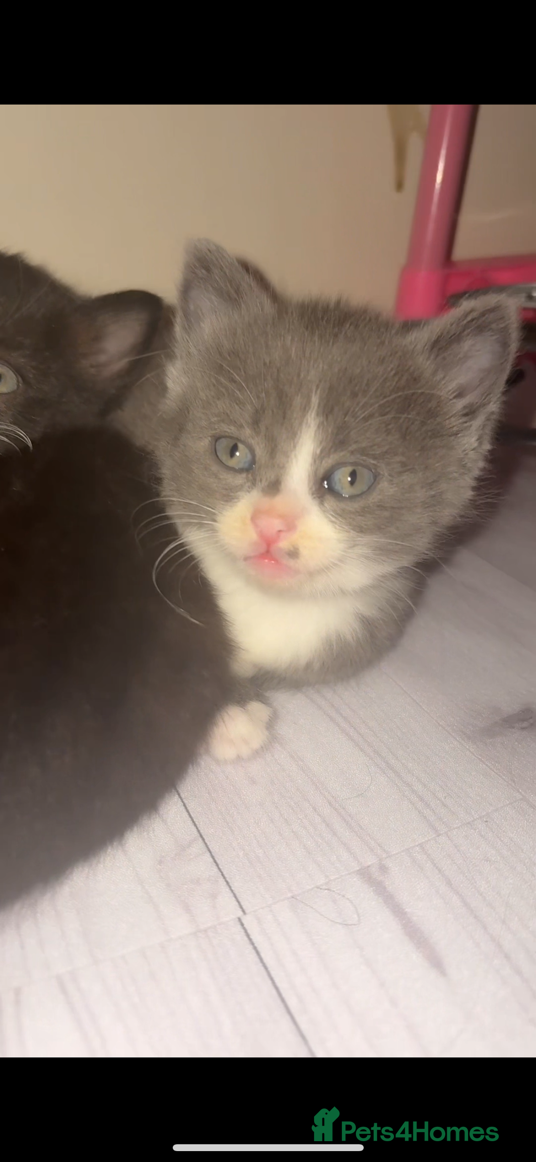 Mixed Breed cats for sale: Cute kittens need loving home - Image 2