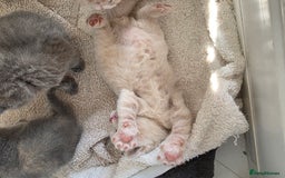 British Shorthair cats for sale: British Shorthairs Stunning Litter - Image 8